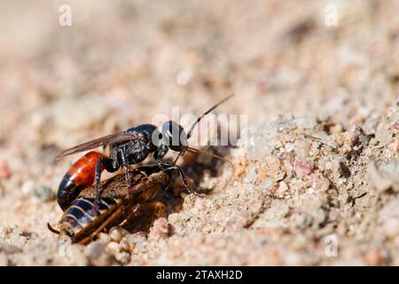 Guêpe-louche à tête carrée (Tachysphex obscuripennis) avec sa proie Banque D'Images