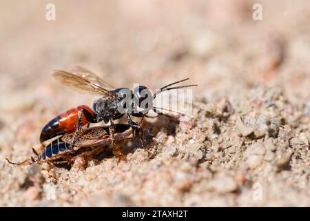 Guêpe-louche à tête carrée (Tachysphex obscuripennis) avec sa proie Banque D'Images