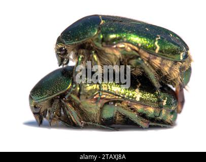 Accouplement de Chafers roses vertes, en latin Cetonia aurata, isolé sur fond blanc Banque D'Images