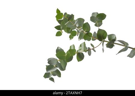 Branche d'eucalyptus frais isolée sur un fond blanc. Banque D'Images