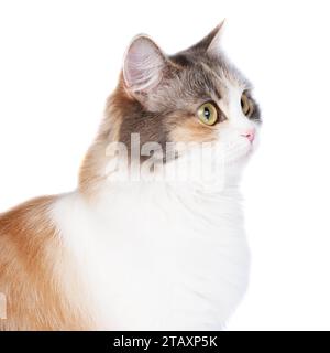 Portrait de chat multicolore à poils longs lumineux isolé sur fond blanc Banque D'Images