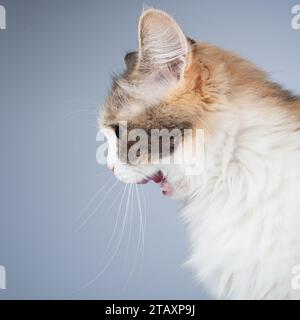 Portrait de chat multicolore à poils longs lumineux isolé sur fond blanc Banque D'Images