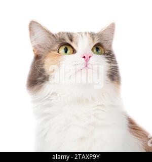 Portrait de chat multicolore à poils longs lumineux isolé sur fond blanc Banque D'Images