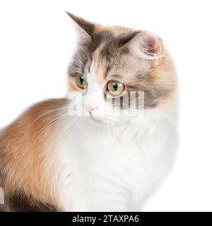 Portrait de chat multicolore à poils longs lumineux isolé sur fond blanc Banque D'Images
