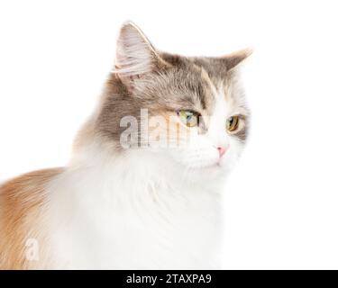 Portrait de chat multicolore à poils longs lumineux isolé sur fond blanc Banque D'Images