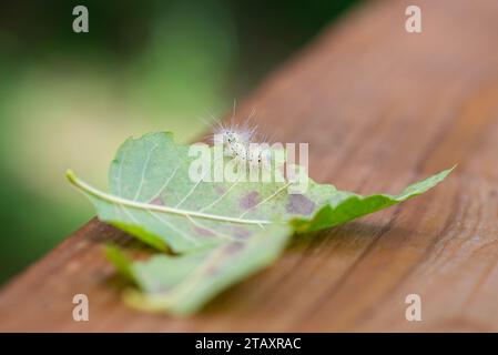 Originaire d'Amérique du Nord, une chenille floue du ver de la mer d'automne (Hyphantria cunea) rampe sur une seule feuille à la fin de l'été. Banque D'Images