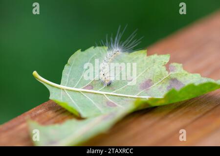 Originaire d'Amérique du Nord, une chenille floue de ver d'automne (Hyphantria cunea) grimpe sur une seule feuille sur la main courante d'une promenade à la fin de l'été. Banque D'Images