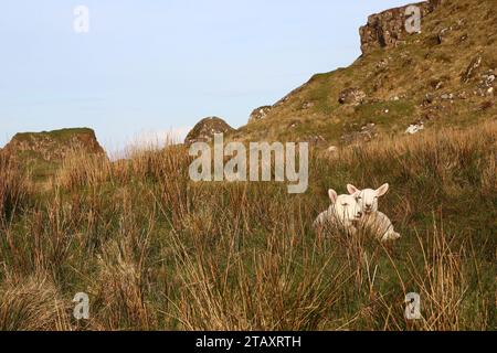 Couchés sur une parcelle d'herbe surplombant la mer, deux adorables agneaux regardent malicieusement le photographe (près de Kilt Rock, île de Skye, Écosse). Banque D'Images