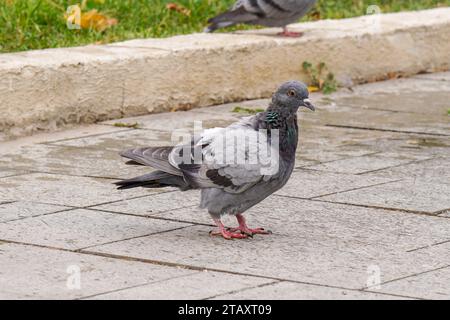 Pigeons et colombes dans un parc public. Oiseaux Banque D'Images