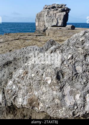 Coquilles de bivalves du Jurassique fossilisées, possiblement des pétoncles (Camptonectes lamellosus) dans le calcaire de Portland, près du Pulpit Rock, Portland Bill, Dorset, Royaume-Uni. Banque D'Images