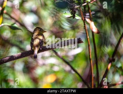 WESTERN Flycatcher, un acrobate aérien qualifié, domine le ciel de l'ouest de l'Amérique du Nord avec son agilité, son plumage vibrant et ses appels distinctifs. Banque D'Images