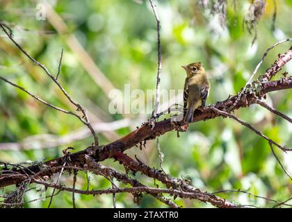 WESTERN Flycatcher, un acrobate aérien qualifié, domine le ciel de l'ouest de l'Amérique du Nord avec son agilité, son plumage vibrant et ses appels distinctifs. Banque D'Images