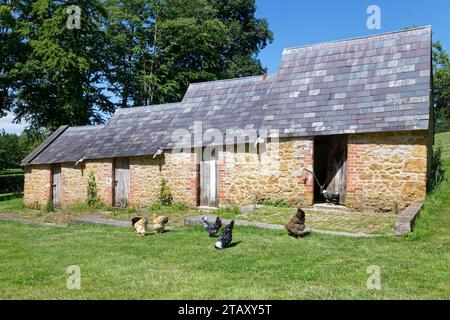 Poules de recherche de nourriture par The Fowl House, The Newt, Bruton, Somerset, Royaume-Uni, juillet. Banque D'Images