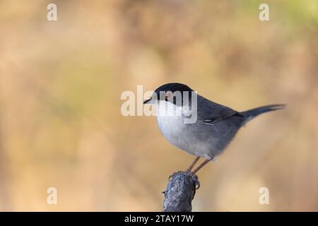 La paruline sarde (Curruca melanocephala) est une paruline typique commune et répandue de la région méditerranéenne. Banque D'Images