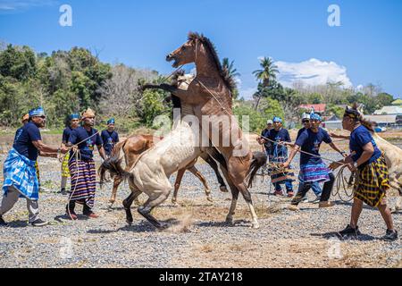 Deux chevaux mâles se battent pour une femelle, supervisés par leurs maîtres respectifs lors de l'exécution traditionnelle des combats de chevaux. La performance traditionnelle des combats de chevaux a été présentée comme l'un des événements d'une série pour le Jamboree des photographes indonésiens 2023 à la jetée de traversée de l'île de Bokori, Soropia. Pogiraha Adhara ou tradition de combat de chevaux est une performance culturelle dans les régions de Muna Regency et West Muna Regency où un maître de cheval amène deux chevaux mâles pour rivaliser l'un avec l'autre / se battre pour un cheval femelle. Banque D'Images