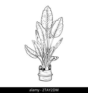 Maison plante oiseaux du paradis dans des pots. Strelitzia nicolai pour la maison et l'intérieur. Vecteur de contour de plante, silhouettes de plantes d'intérieur en couleur noire Illustration de Vecteur