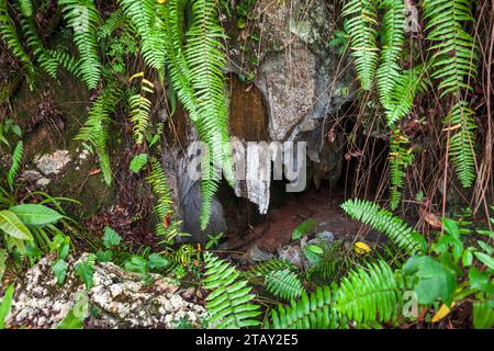 Entrée d'une grotte dans le parc national Los Haitises. Golfe de Samana, République dominicaine Banque D'Images