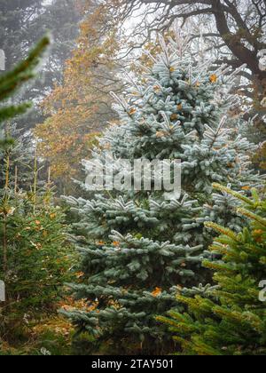 Beau conifère à feuilles persistantes couvert de gel par une journée d'hiver ensoleillée dans la campagne britannique entouré d'arbres colorés d'automne et de feuilles tombées Banque D'Images