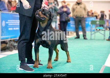 Un chien Rottweiler dans un rack à côté d'un homme à une exposition canine Banque D'Images