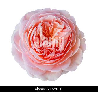 Rose Rose anglaise de David Austin isolé sur fond blanc avec chemin de détourage. Fleur macro. Carte de mariage, mariée. Salutation. Été. Ressort. Plat l Banque D'Images