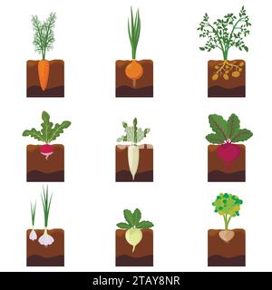 Ensemble de plantes de légumes différents poussant sous terre - carotte, oignon, pommes de terre, radis, daikon, betterave, ail, céleri. Légumes de culture de racines plantés Illustration de Vecteur