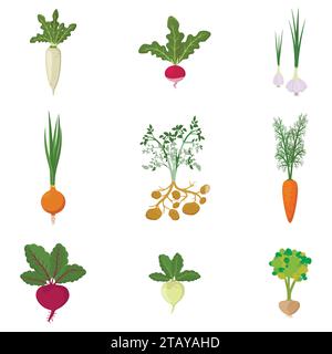 Ensemble de potager bio frais isolé sur fond blanc. Légumes racines de différentes sortes - carotte, oignon, pommes de terre, radis, daikon, betterave Illustration de Vecteur