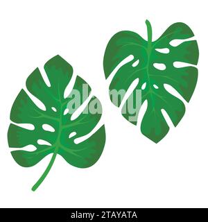 Feuilles vertes tropicales de la plante Monstera isolées sur bacjground blanc. Nature tropicale de conception de jungle exotique. Illustration vectorielle. Illustration de Vecteur