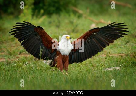Aigle-poisson d'Afrique Haliaeetus vocifer Grand aigle blanc et brun d'Afrique, oiseau national de Namibie, Zimbabwe, Zambie et Soudan du Sud. Vol et Banque D'Images