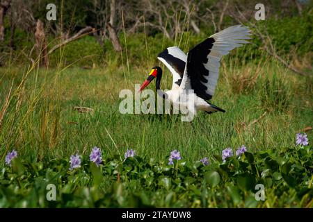 Cigogne à bec de selle - Ephippiorhynchus senegalensis ou bec de selle, échassier en cigogne chez les Ciconiidae, dos noir et blanc et tête rouge et jaune. Banque D'Images