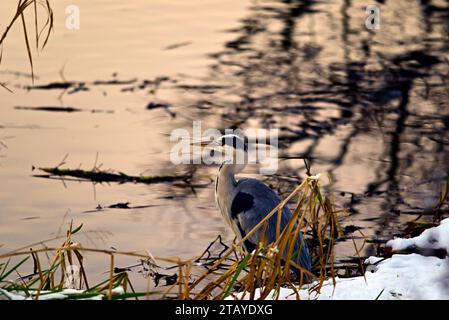 Heron Ardeidae à Linlithgow Loch Scotland Banque D'Images