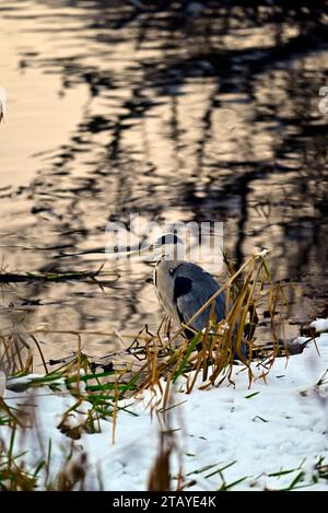 Heron Ardeidae à Linlithgow Loch Scotland Banque D'Images