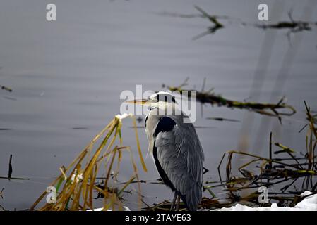 Heron Ardeidae à Linlithgow Loch Scotland Banque D'Images