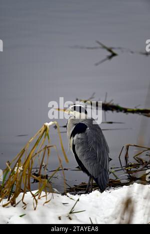 Heron Ardeidae à Linlithgow Loch Scotland Banque D'Images