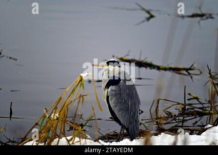 Heron Ardeidae à Linlithgow Loch Scotland Banque D'Images