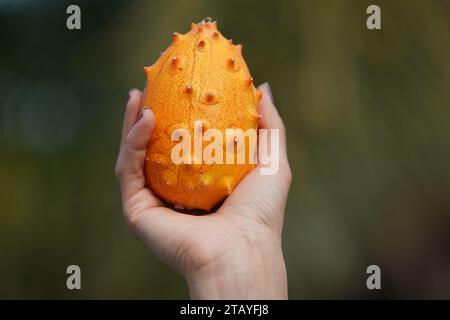 Kiwano melon Banque D'Images