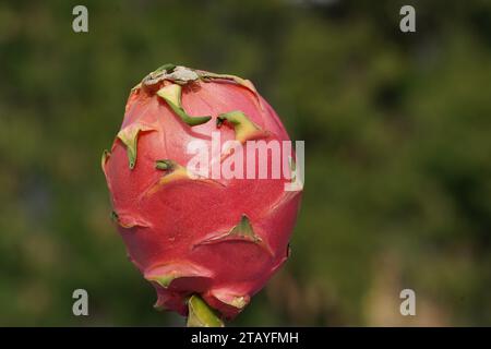 Fruit du Dragon Banque D'Images