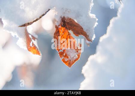 Belle branche avec des feuilles orange et jaune à la fin de l'automne ou au début de l'hiver sous la neige. Première Neige, flocons de neige tomber, douce romantique brouillée ligh Banque D'Images