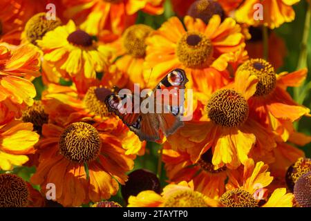 Papillon européen de paon perché sur des fleurs orangées ensoleillées dans un jardin, avec la lumière du soleil brillante Banque D'Images