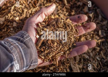 Croustilles de restes de légumes. Paillage dans le jardinage. Engrais écologique. Banque D'Images