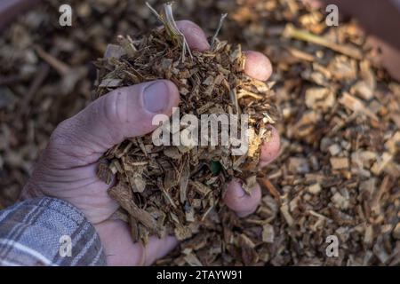 Engrais écologique. Des copeaux de taille restent, prêts à être utilisés comme paillis. Banque D'Images