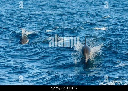 Dauphin commun, Delphinus delphis, Dana point, Orange County, Californie, États-Unis Banque D'Images