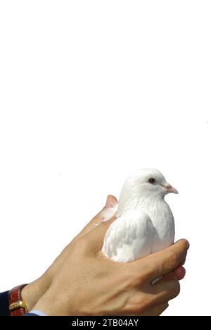 Oiseau pigeon isolé sur fond blanc Banque D'Images