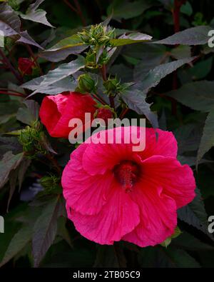 Gros plan de la fleur rouge de la tendre plante de jardin hibiscus moscheutos planète griotte. Banque D'Images