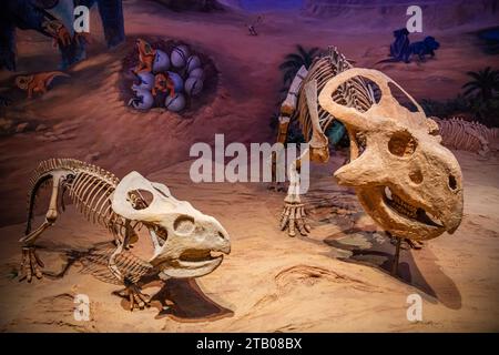 Vue du musée d'histoire naturelle de Hohhot avec des squelettes de dinosaures exposés à Hohhot, Mongolie intérieure, Chine Banque D'Images