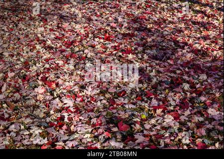 des feuilles d'érable rouges recouvrent le sol. Banque D'Images