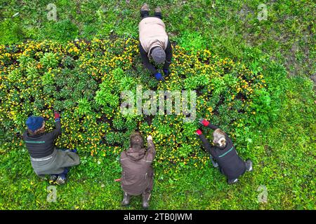 PRODUCTION - 23 novembre 2023, Bade-Württemberg, Wangen im Allgäu : quatre jardiniers plantent des bulbes de fleurs sur le terrain de l'exposition nationale des jardins. Les préparatifs pour le State Garden Show à Wangen battent leur plein. Il y a encore quelques chantiers de construction, mais ils sont bien dans les délais, a déclaré une porte-parole de la ville dans le Allgäu. Plus de 60 000 bulbes de fleurs ont été plantés dans le sol la semaine dernière - y compris différentes variétés de tulipes. 5 000 abonnements ont déjà été vendus. Prise avec un drone photo : Felix Kästle/dpa Banque D'Images