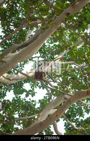 Mignon singe jouant dans la forêt indienne Banque D'Images