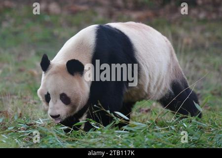 Photo de dossier datée du 30/11/2023 du panda géant Yang Guang au zoo d'Édimbourg. Les seuls pandas géants du Royaume-Uni partiront lundi pour la Chine après avoir passé 12 ans en Écosse. Yang Guang et Tian Tian sont venus au zoo d'Édimbourg en 2011 dans le cadre d'un accord de 10 ans entre la Royal Zoological Society of Scotland (RZSS) et la China Wildlife conservation Association, qui a ensuite été prolongé de deux ans. Date d'émission : lundi 4 décembre 2023. Banque D'Images