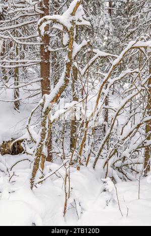 Branches d'arbres enneigées dans un bois Banque D'Images