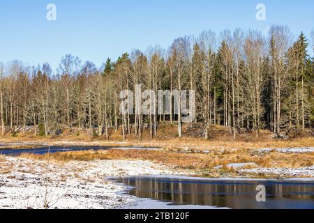 Zone humide près d'une forêt en hiver Banque D'Images